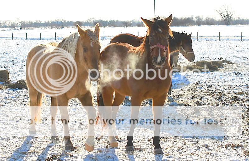 Subzerohorses001.jpg