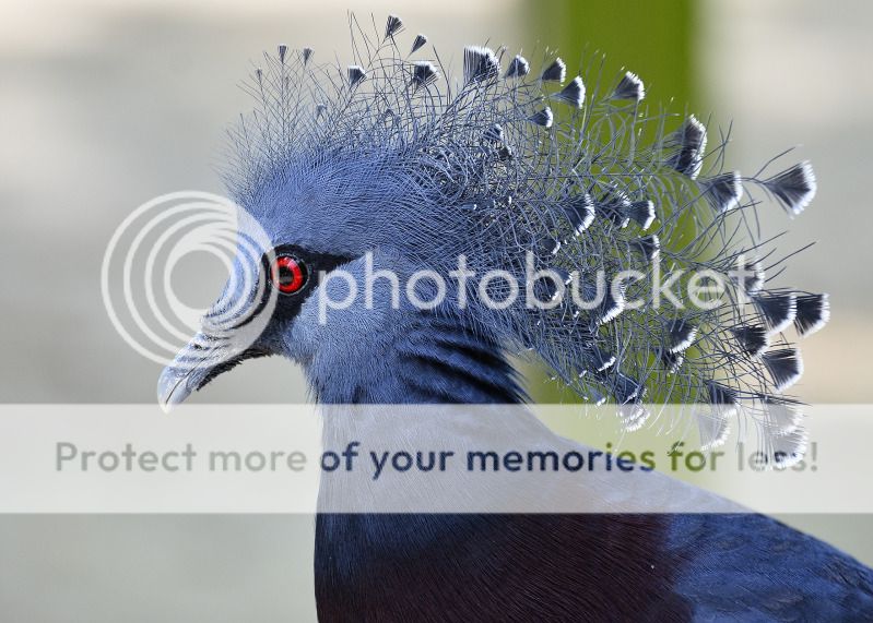 BlueFancyPigeonBird.jpg