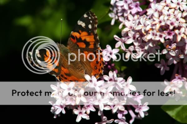 Butterfly1.jpg