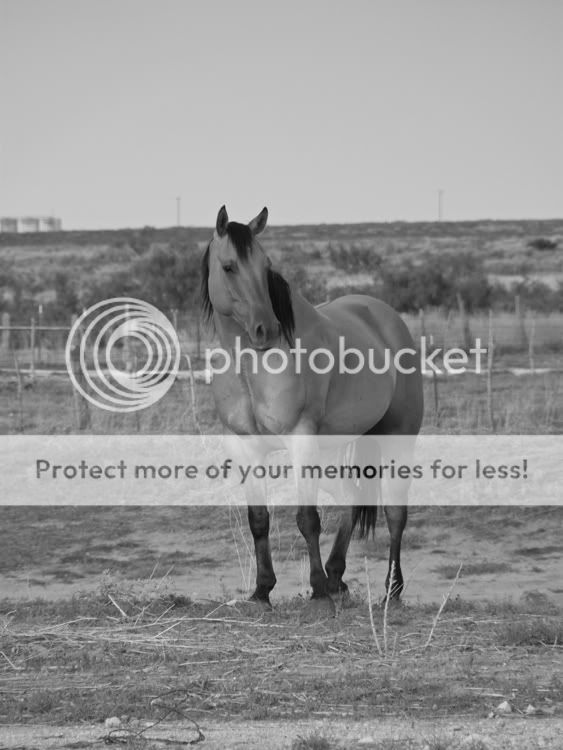 Horses-71508-005L.jpg