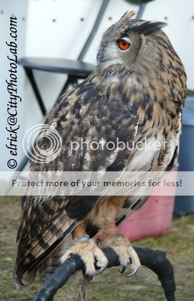 OwlMedievalFestivalNYC1.jpg