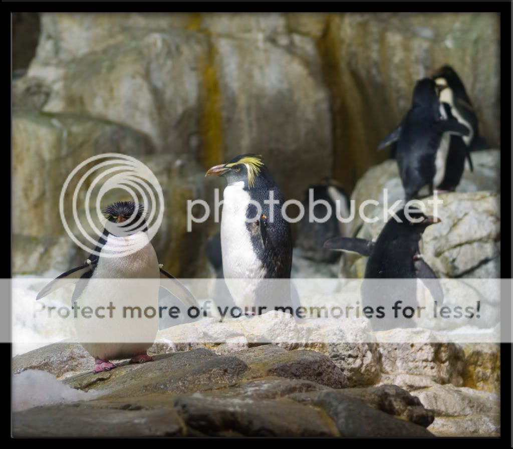 Penguin5.jpg