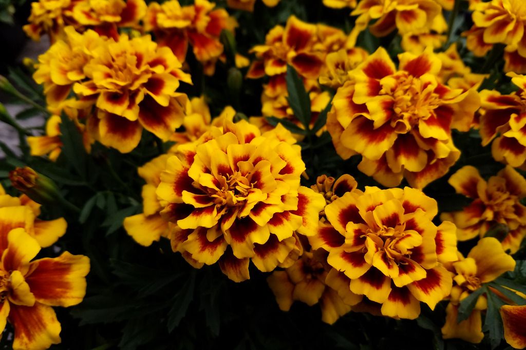 marigold-s7-1_zpszrd1epdj.jpg