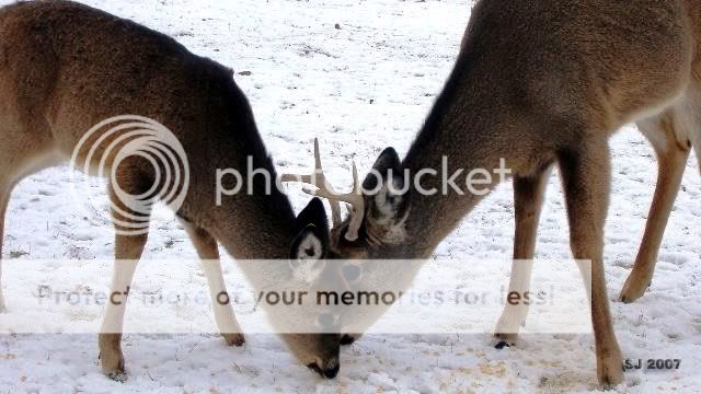 DeerTogether.jpg