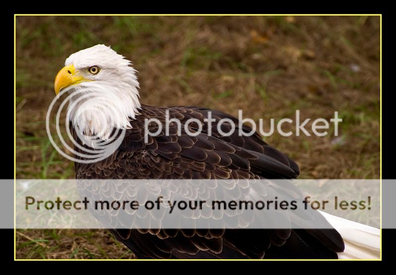 baldeagle.jpg