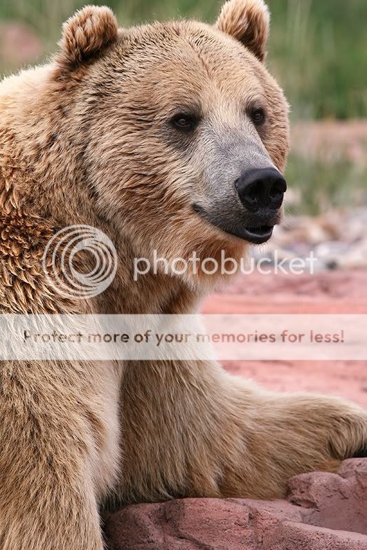 Bear-2.jpg