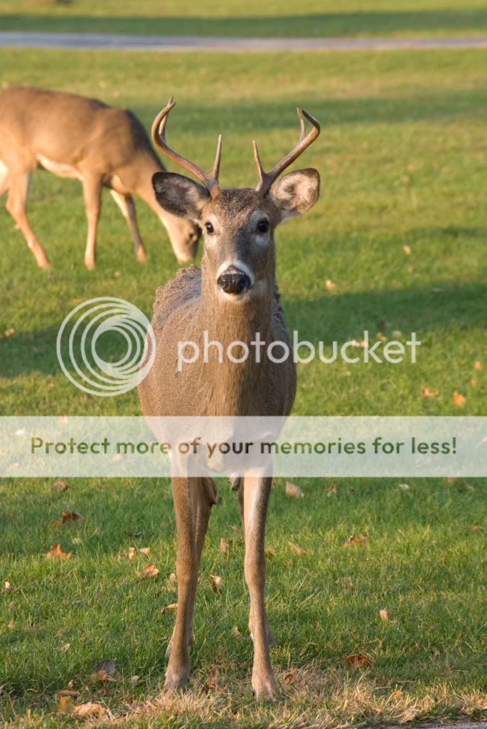 Deer2.jpg