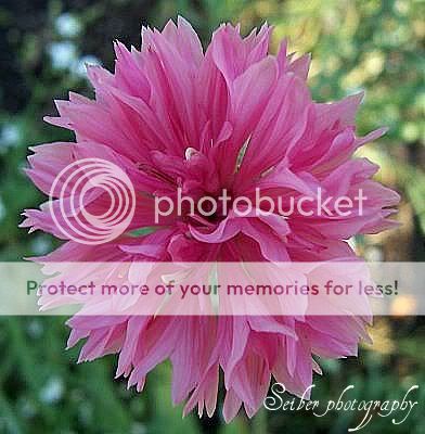 pinkflower2.jpg