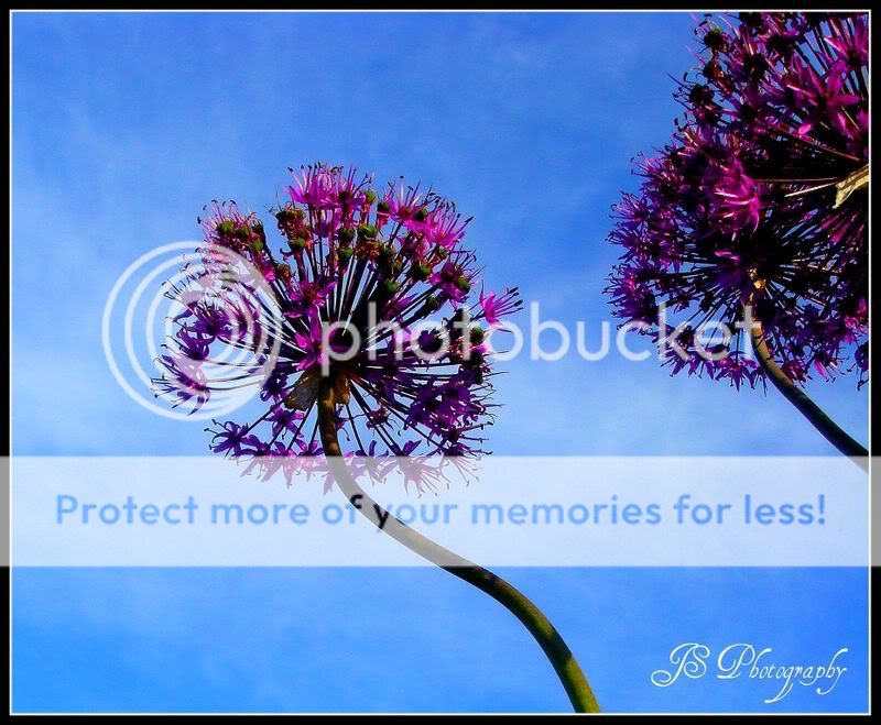 purpleflowers-3.jpg