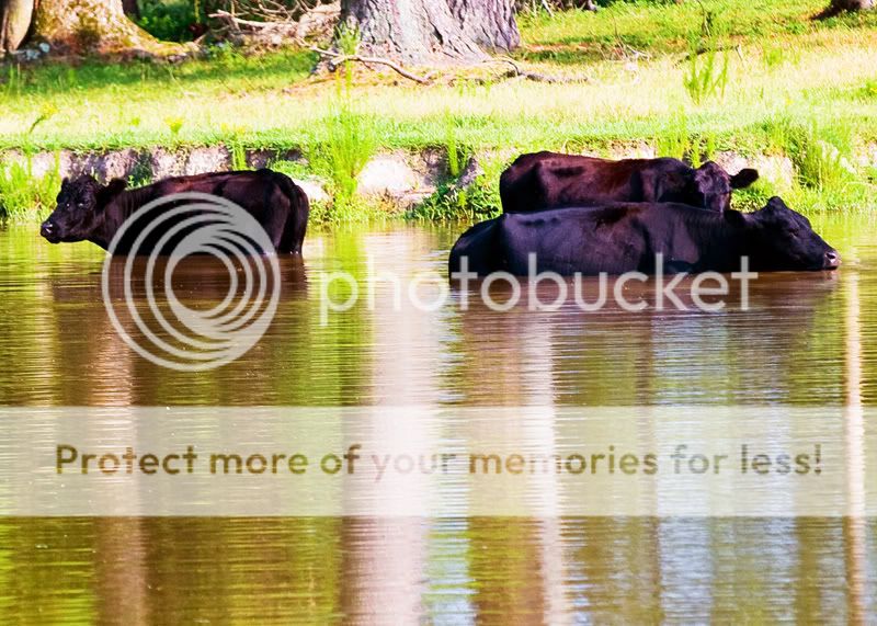 Cows-In-Water-7-Edit.jpg