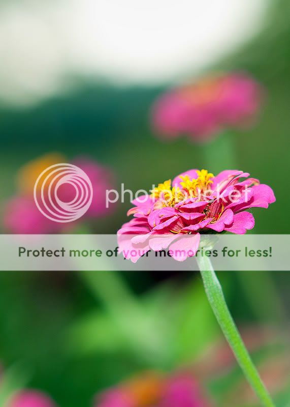 Flowers85mm-1.jpg