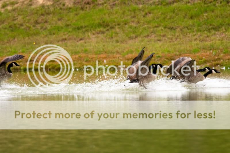 Geese-Landing-11.jpg