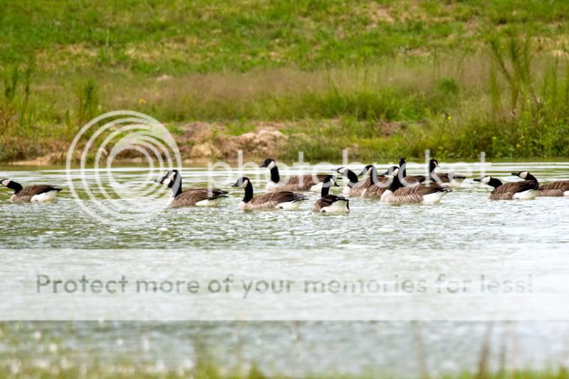 Geese-Landing-18.jpg