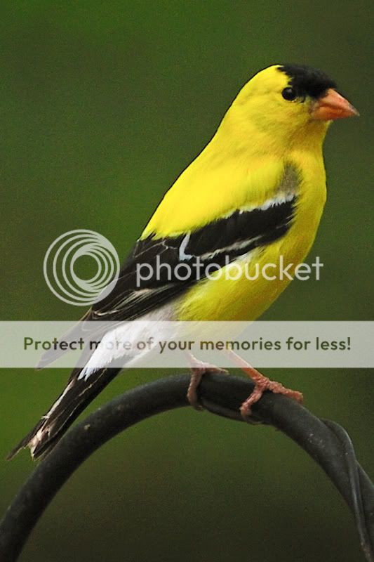 Goldfinch-1.jpg