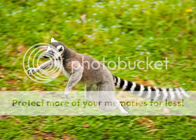 Lemur4.jpg