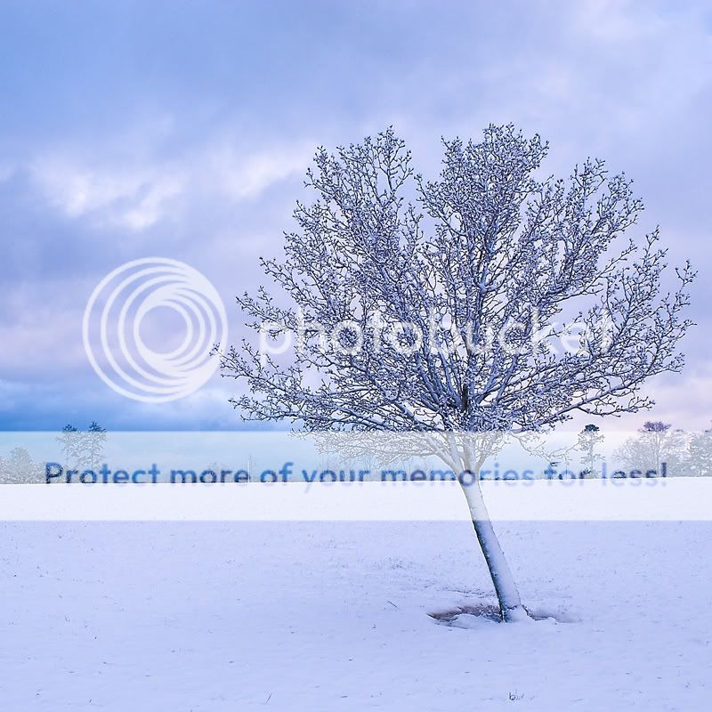 Snowy-Lone-Tree-SQ.jpg