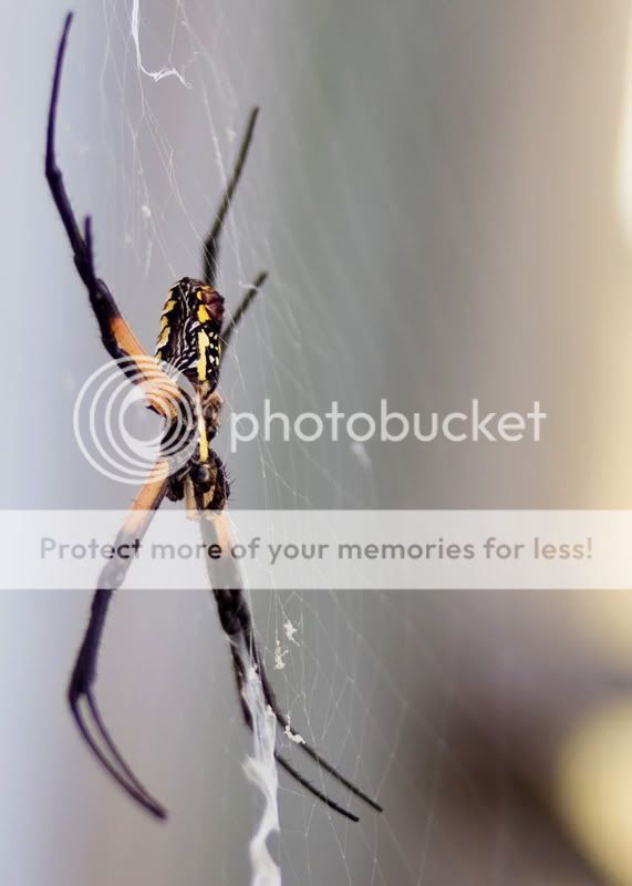 Writer-Spider-40-2.jpg