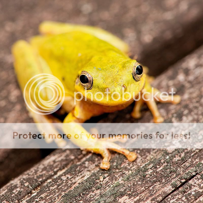 YellowTreeFrog.jpg