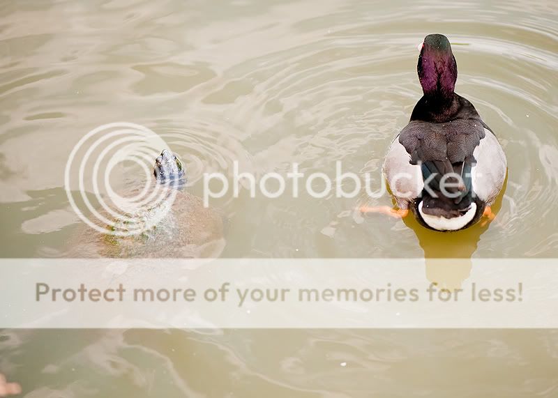 duck12.jpg