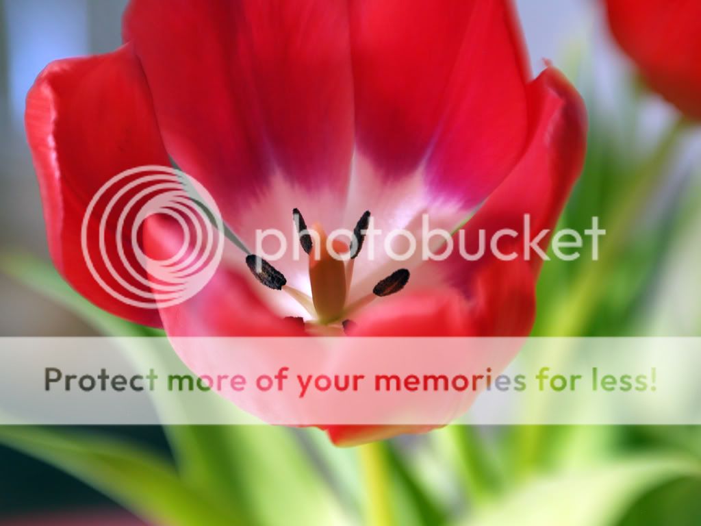 tulips013.jpg