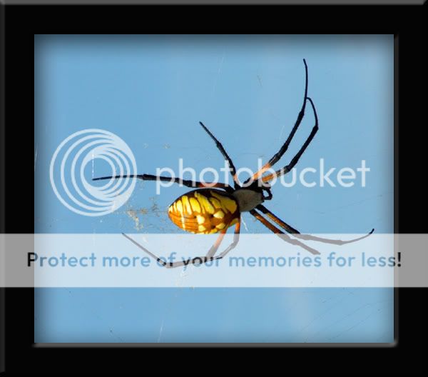 2006-08-14-spider-framed.jpg