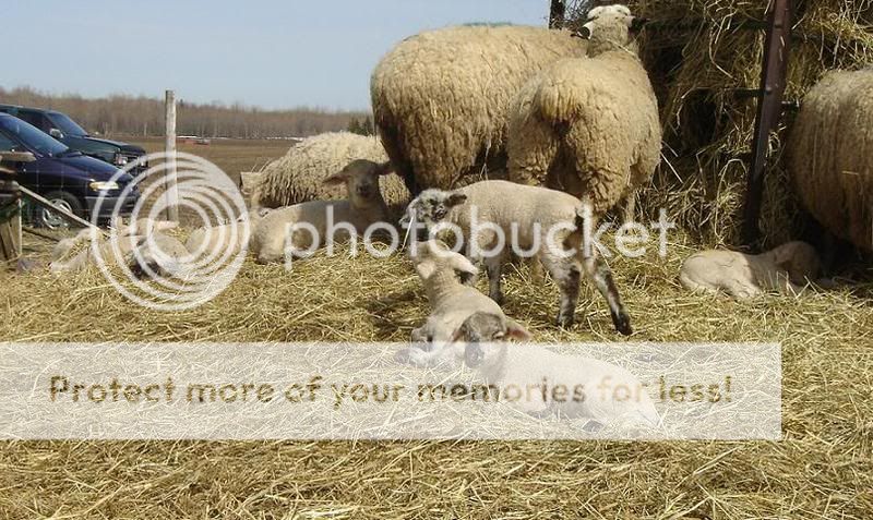 lambpile.jpg