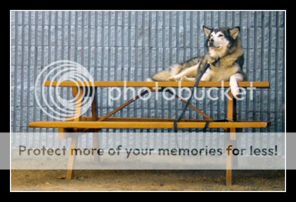 husky_on_table.jpg