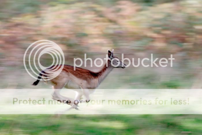 _RP11423_deer.jpg