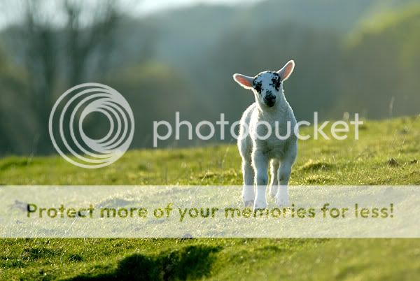 _D2N4270_lamb_evening.jpg