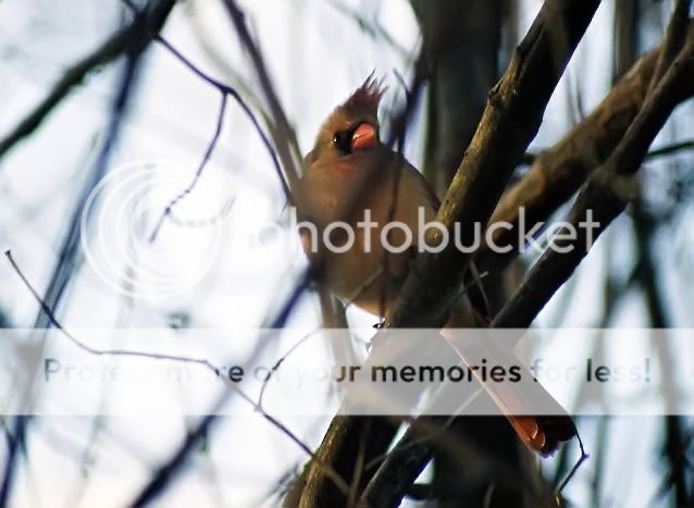 female_cardinal1_noise_removed.jpg