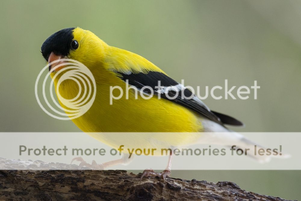 3888%20Male%20goldfinch_zps19nlondj.jpg