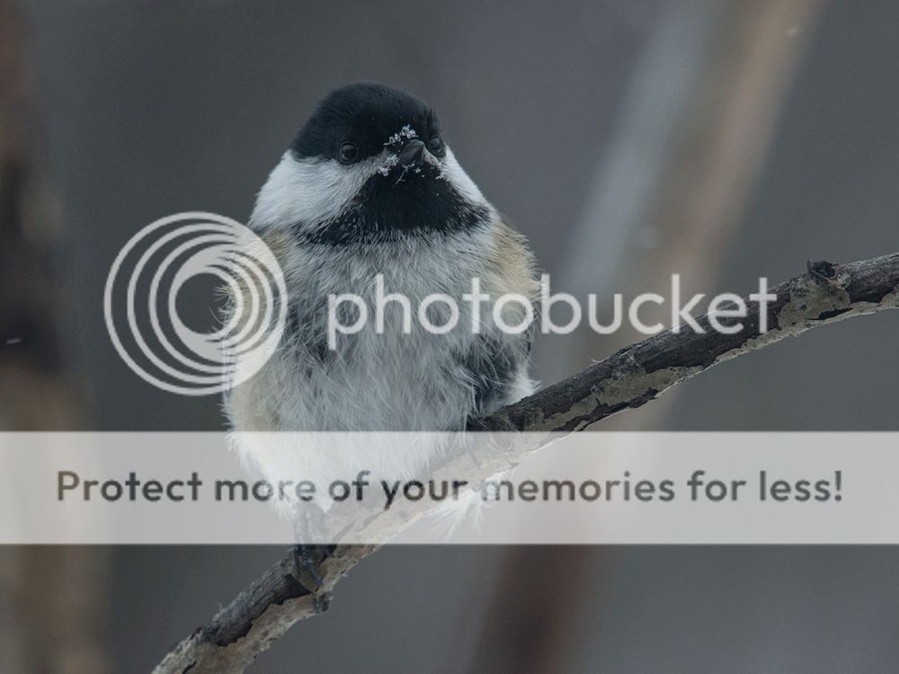 Chickadee%204%20Jan%202017_zpszsdf4p0i.jpg