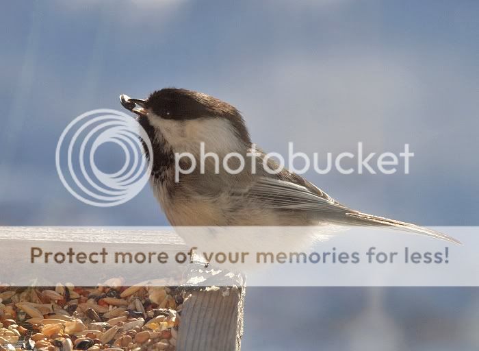 Chickadee9febseed.jpg