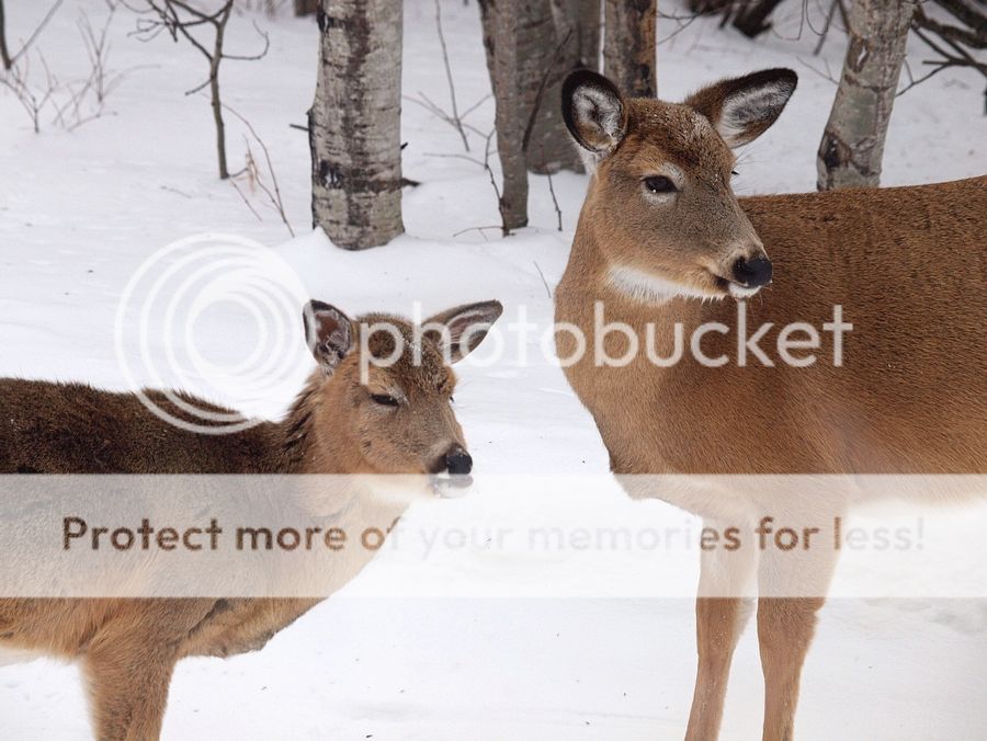 Deer_zps70204347.jpg