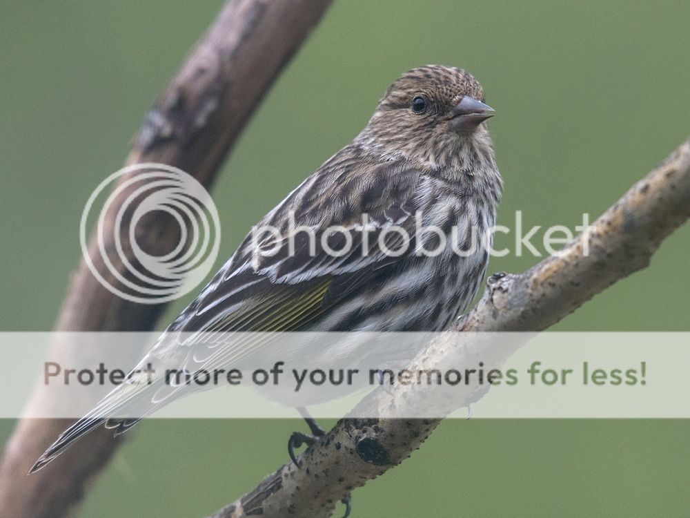 Pine%20Siskin%2011%20May%202016_zpsdgeqwrzl.jpg