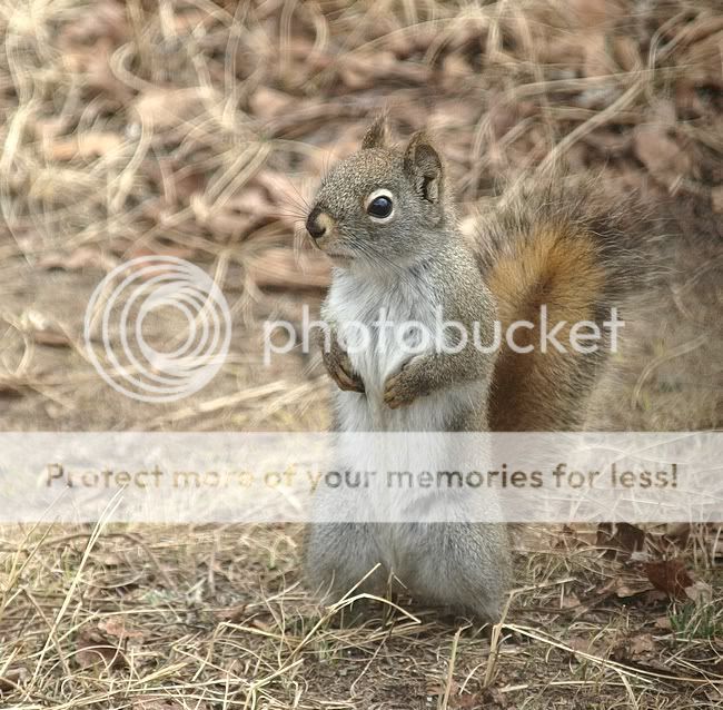 Springsquirrel.jpg