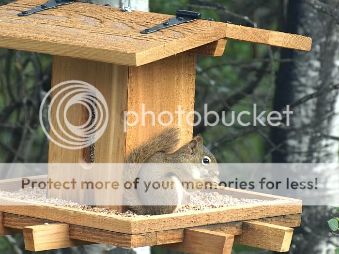 SquirrelFeeder.jpg