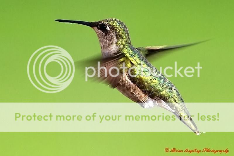 HummingbirdforwebMedium_filtered.jpg