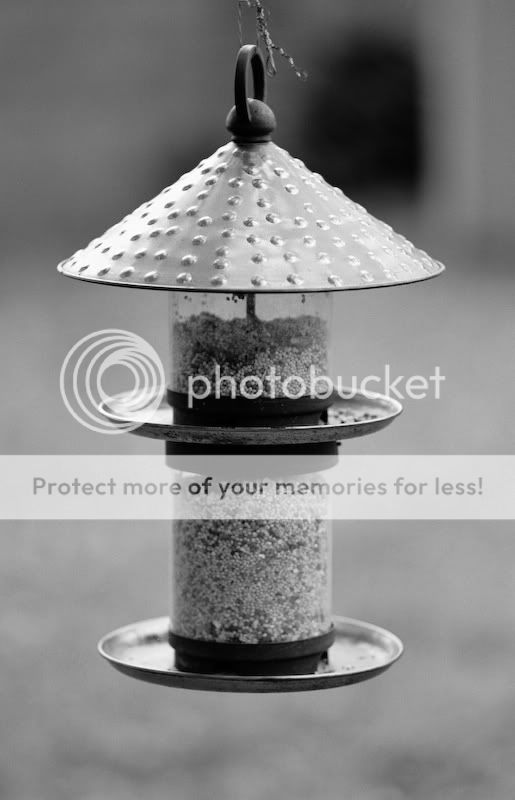 BirdFeeder-resized.jpg