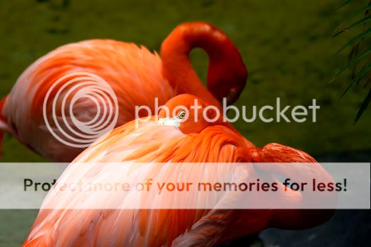 flamingos3flpf.jpg
