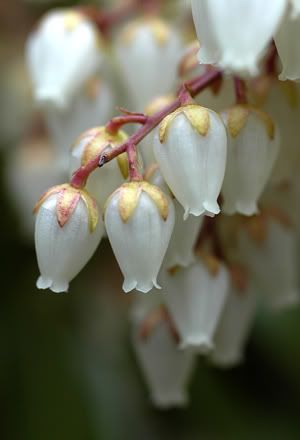 pieris1_06oe.jpg