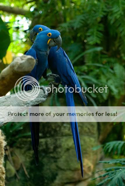 BlueParrots2.jpg