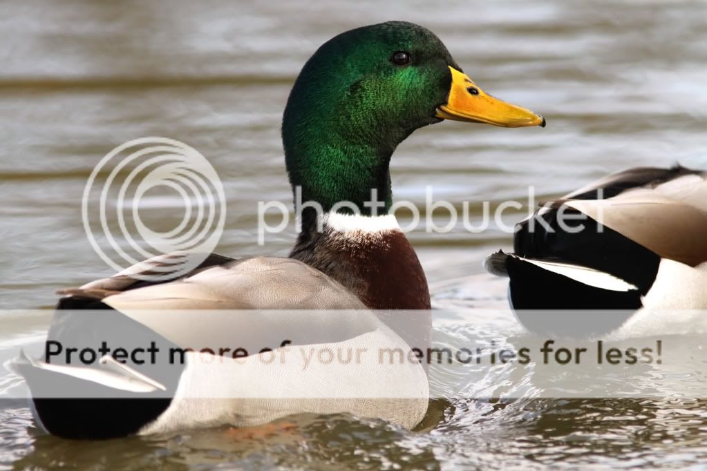 duck1.jpg