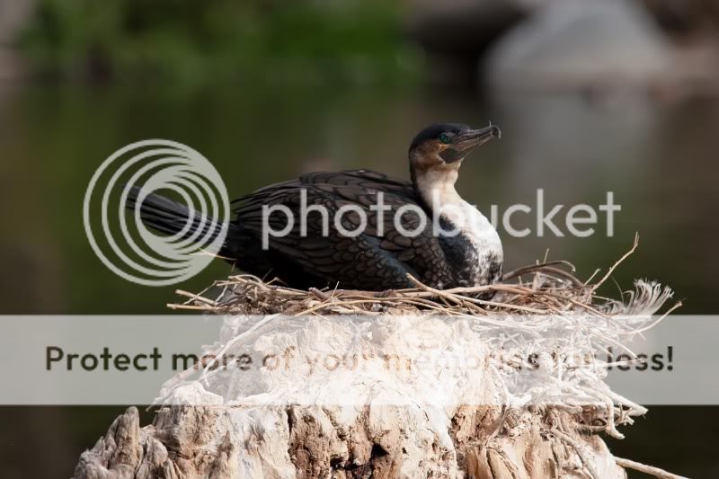 cormorant.jpg