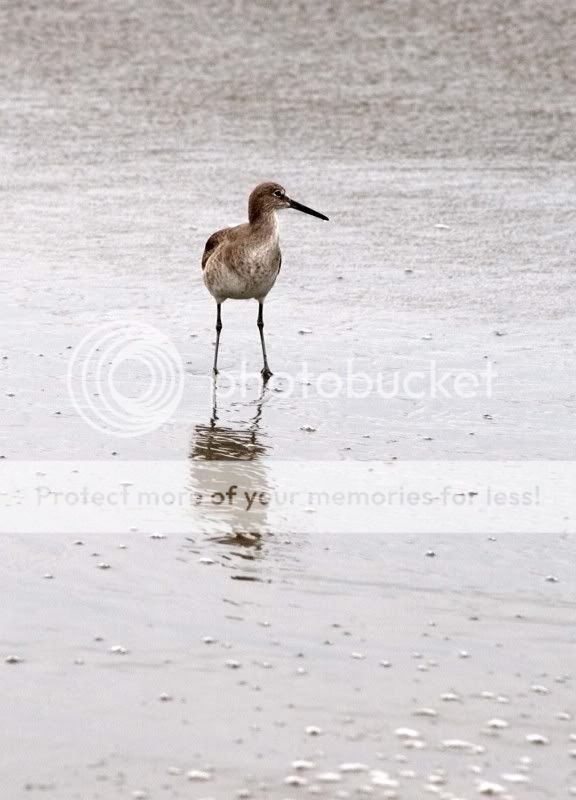 shorebird2.jpg