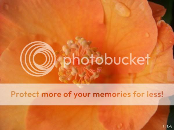 hibiscus-1.jpg