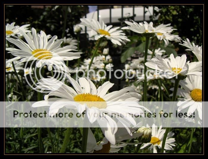 Corfu-Flowers.jpg