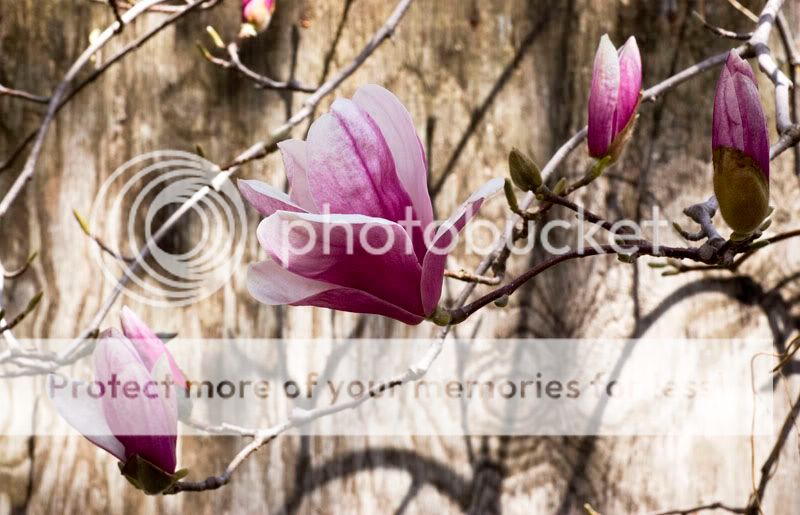 magnoliabuds.jpg