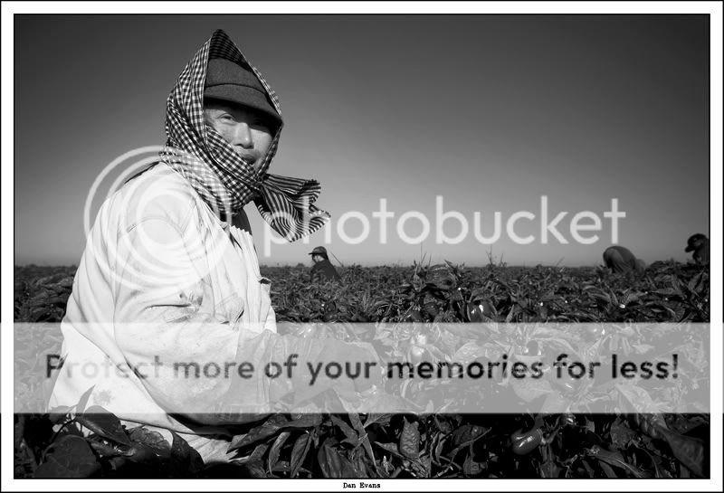 PEPPER_HARVEST_06.jpg