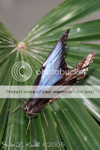 Common_Blue_Morpho_2.jpg